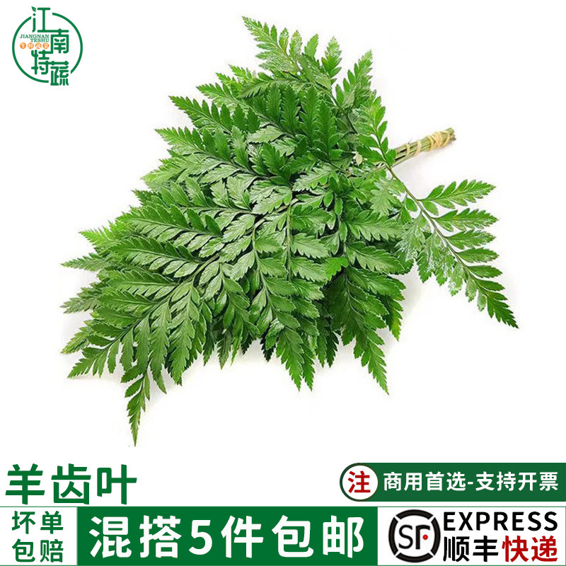 新鲜杨子叶高山羊齿叶芒叶10支新鲜花草西餐酒店烘焙摆盘装饰点