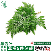 新鲜杨子叶高山羊齿叶芒叶10支新鲜花草西餐酒店烘焙摆盘装 饰点