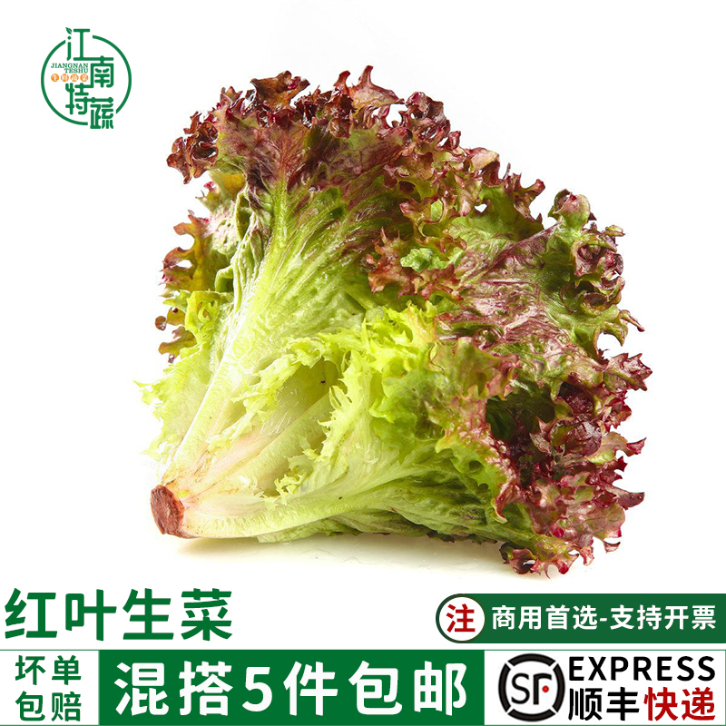 红叶生菜新鲜500g沙拉蔬菜生菜罗莎红西餐健身轻食食材紫生菜