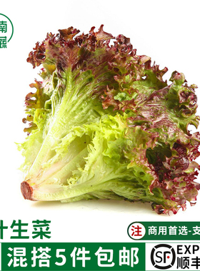 红叶生菜新鲜500g沙拉蔬菜生菜罗莎红西餐健身轻食食材紫生菜