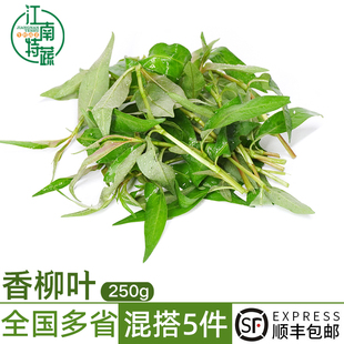 新鲜香柳叶调味调料蔬菜拉萨叶拉莎叶鱼生香菜火锅配菜叻沙叶