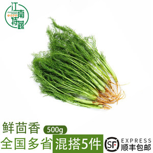 茴香菜新鲜现摘茴香苗带根