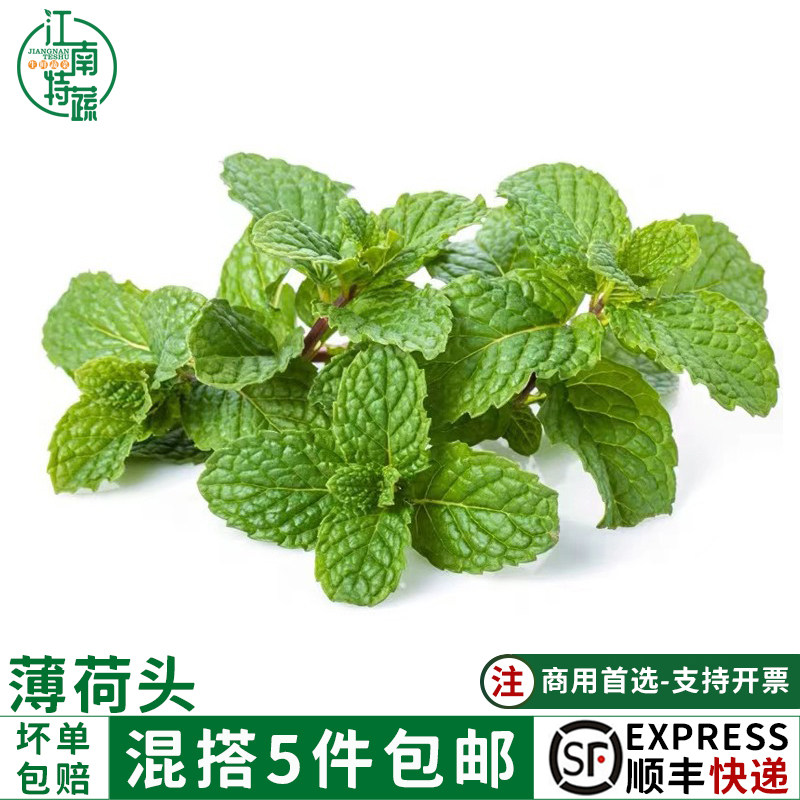 新鲜薄荷头20朵食用薄荷叶