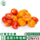 新鲜红黄圣女果1000g小番茄樱桃西红柿新鲜孕妇宝宝水果沙拉食材