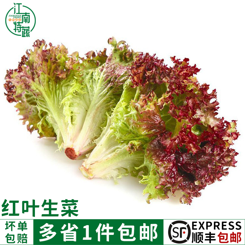 红叶生菜即食沙拉一件包邮
