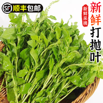 新鲜甲抛叶新鲜蔬菜打抛叶塔抛泰式香料食材食用调味调料菜包邮