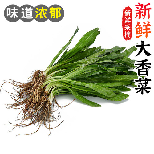 大芫荽新鲜泰国香菜食用冬阴功汤食材刺芹大香菜芫茜香料蔬菜调味