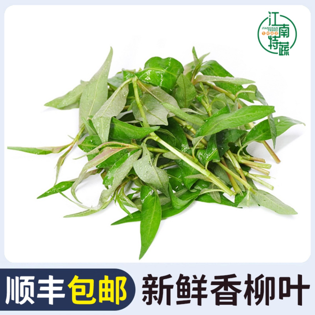 新鲜香柳叶叻沙叶拉萨叶拉莎叶