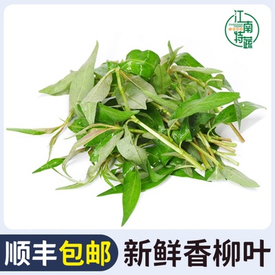 新鲜香柳叶叻沙叶拉萨叶拉莎叶