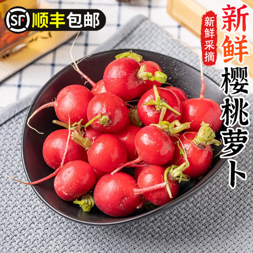 樱桃萝卜新鲜蔬菜当季水果萝卜小红萝卜红丁甜脆西餐沙拉食材