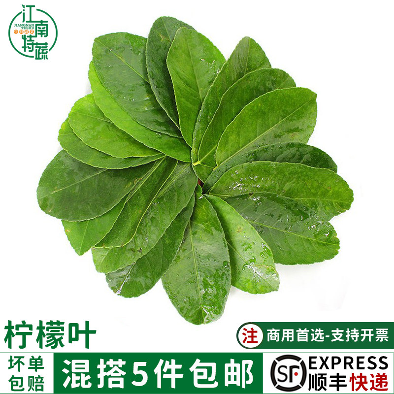 新鲜柠檬叶青柠叶西餐香料菜