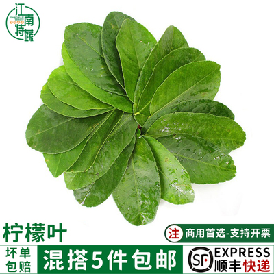 新鲜柠檬叶青柠叶西餐香料菜