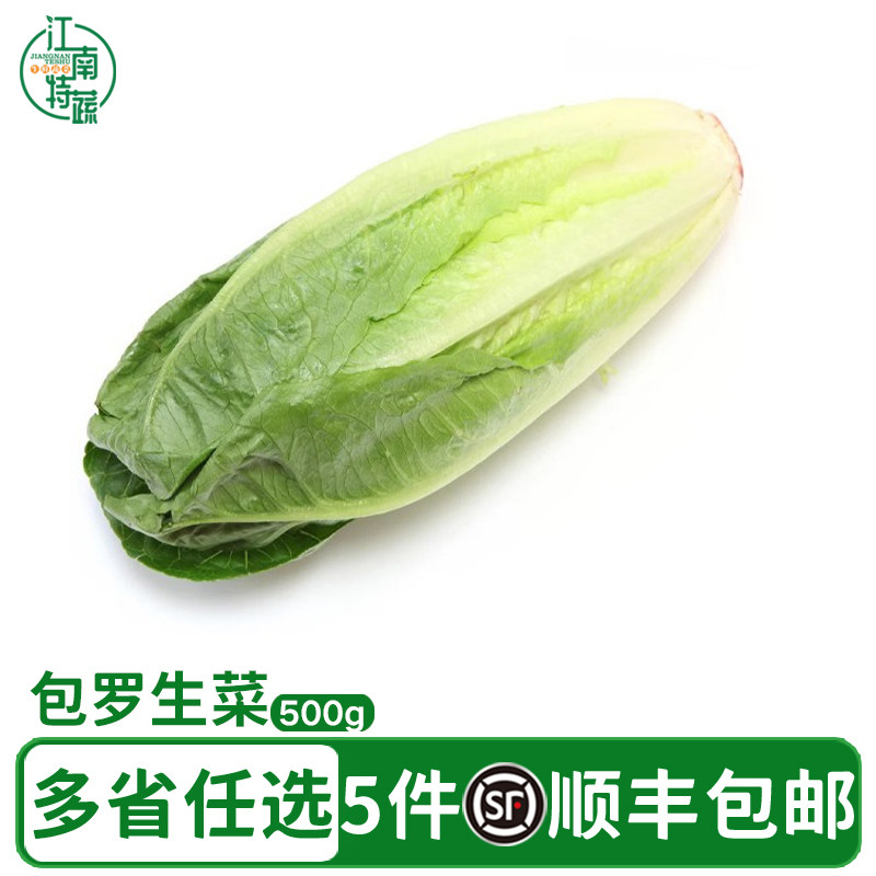 新鲜包罗生菜500g包心罗纹包心罗马蔬菜沙拉生菜绿色西餐沙拉