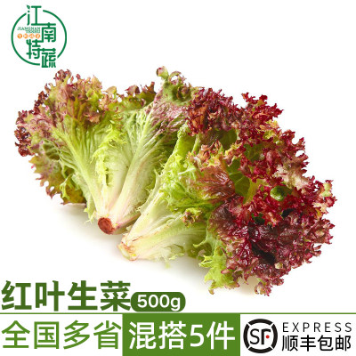 红叶生菜新鲜沙拉蔬菜食材