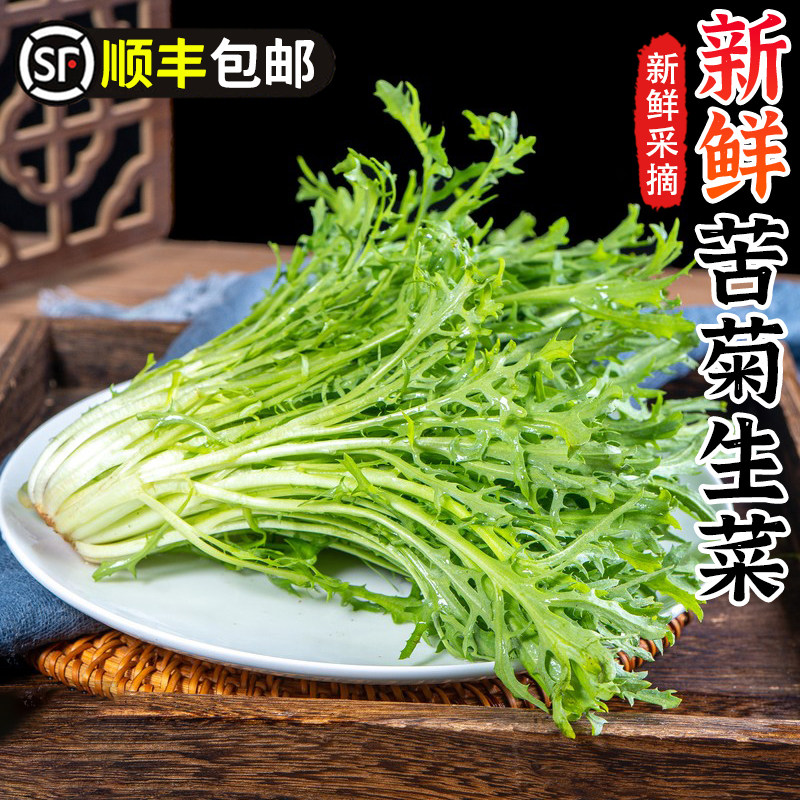 苦菊生菜新鲜蔬菜沙拉食材包邮苦苣狗牙菜西餐健身轻食苦细叶生菜
