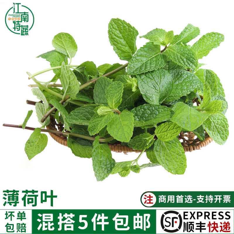 新鲜薄荷叶500g食用泡水装饰烘焙调酒水吧专用鲜薄荷蛋糕点缀用品,水产肉类/新鲜蔬果/熟食,其它,淘宝优惠券,粉丝福利购,淘宝优惠卷