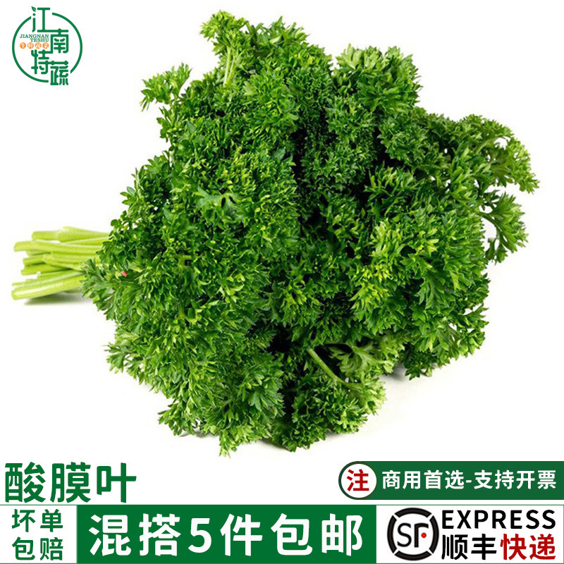 新鲜番西500g法国香芹荷兰芹欧芹西洋芹摆盘装饰用品新鲜蕃西蔬菜