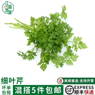 新鲜细叶芹100g西餐香料摆盘食用香叶芹有喙 欧芹山萝卜叶茴芹