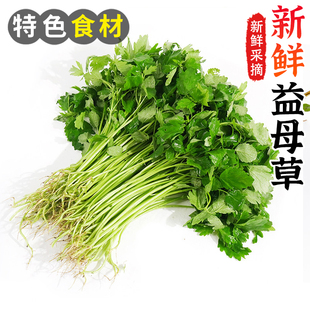 益母草新鲜坤草野菜花女性修养生理期需要500g新鲜益母草菜鲜蔬菜