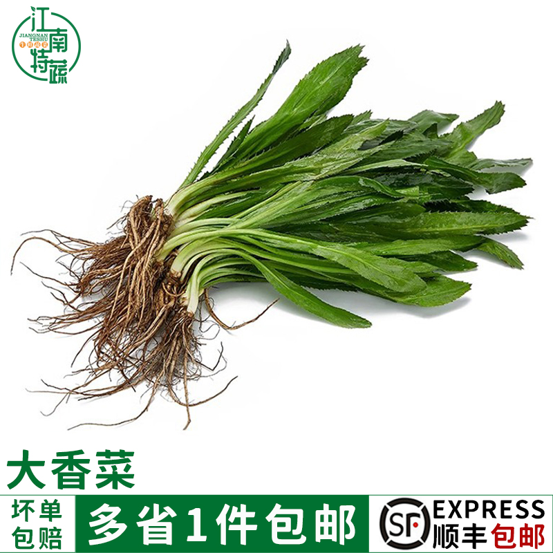 大芫荽新鲜泰国香菜食用冬阴功汤食材刺芹大香菜芫茜香料蔬菜调味
