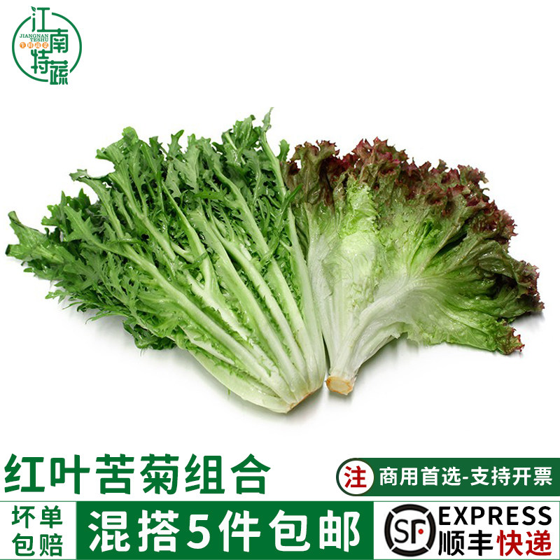 新鲜红叶苦菊组合红叶生菜