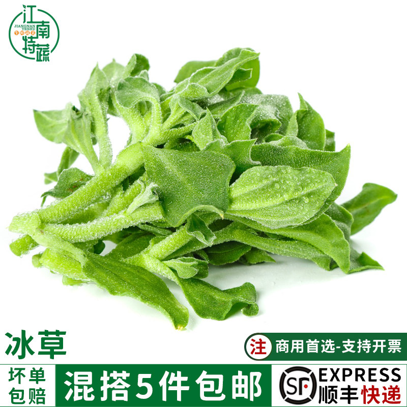 冰草新鲜冰菜沙拉蔬菜食材生吃