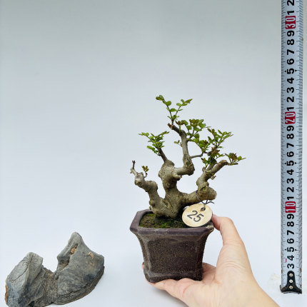 张氏微景园对节白蜡矮霸熟桩掌中宝微盆景绿植物素材一物一拍盆栽