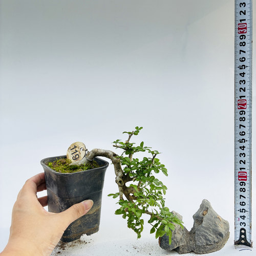 悬崖白蜡阳台窗台趣味美观
