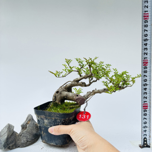 张氏微景园对节白蜡微型小苗盆景素材新手练手桩一物一拍植物熟桩