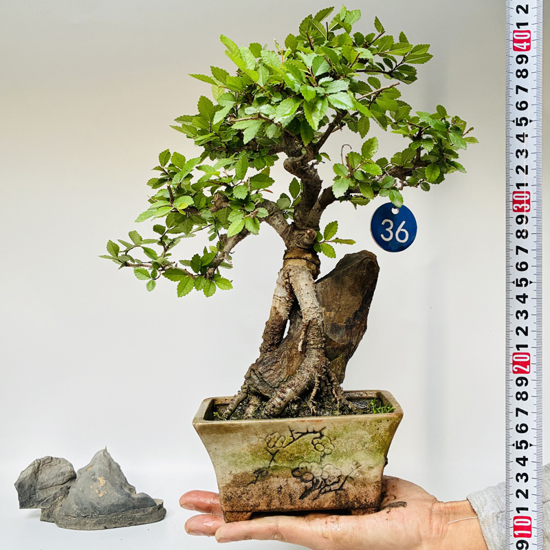 景园小叶榔榆微型老桩素材一物