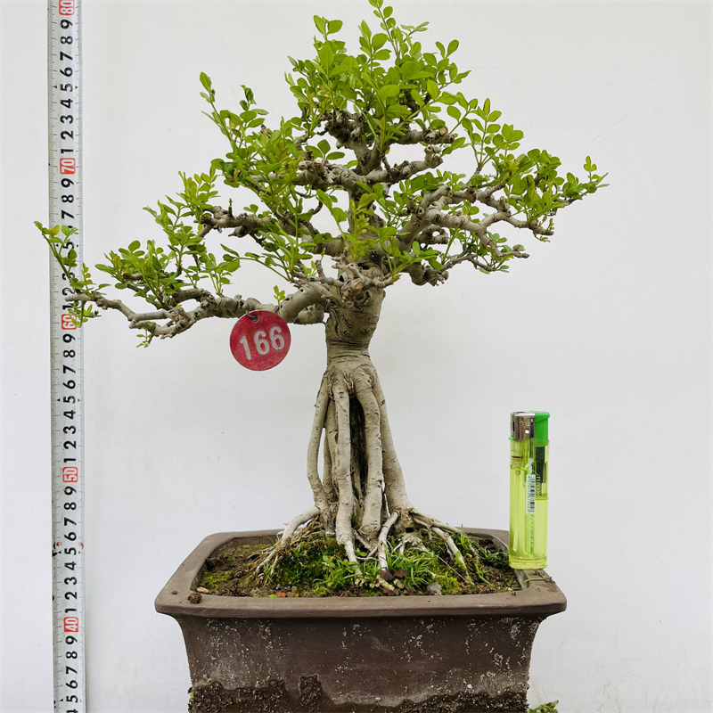 张氏微景园对节白蜡树桩熟桩小型盆景一物一拍造型绿植物阳台素材