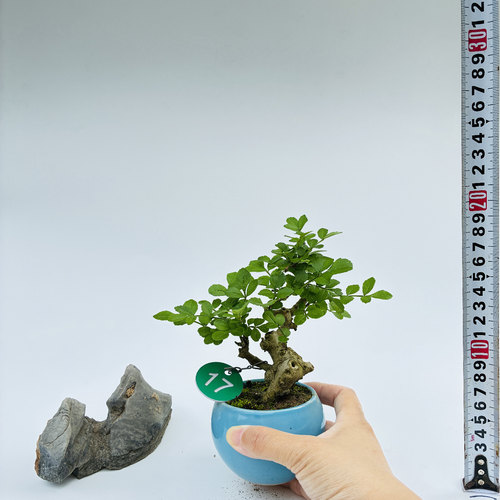 一物一拍迷你拇指盆对节白蜡小微型熟桩矮霸掌中宝盆景绿植茶杯盆