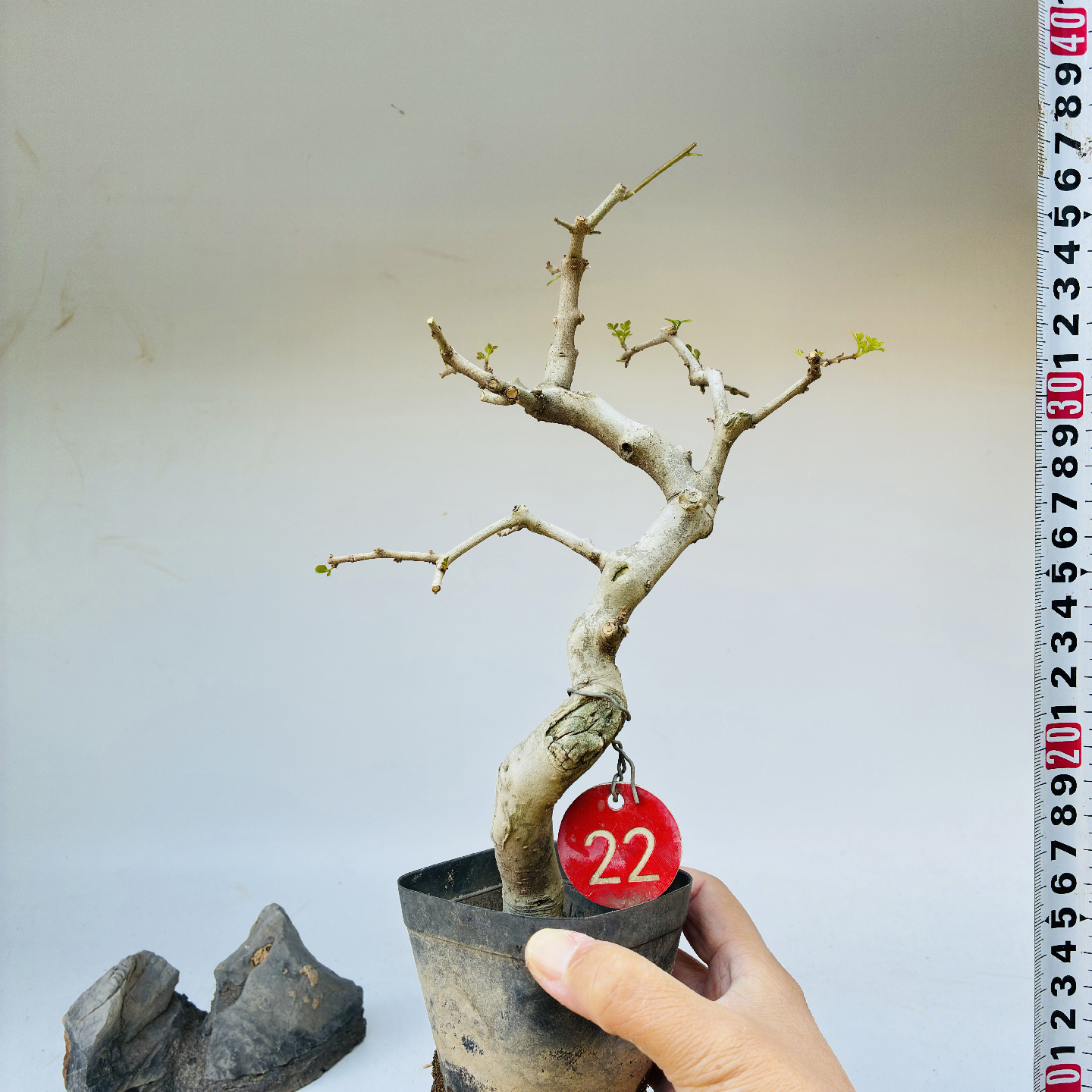 微型盆景对节白蜡掌盆素材