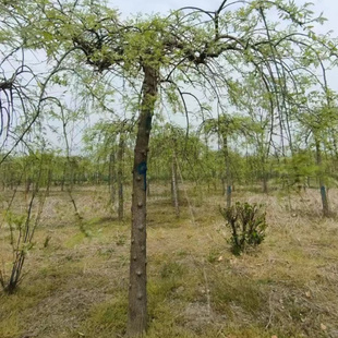基地 绿化苗木 精品龙爪槐树苗 垂槐树苗 规格3-20公分粗