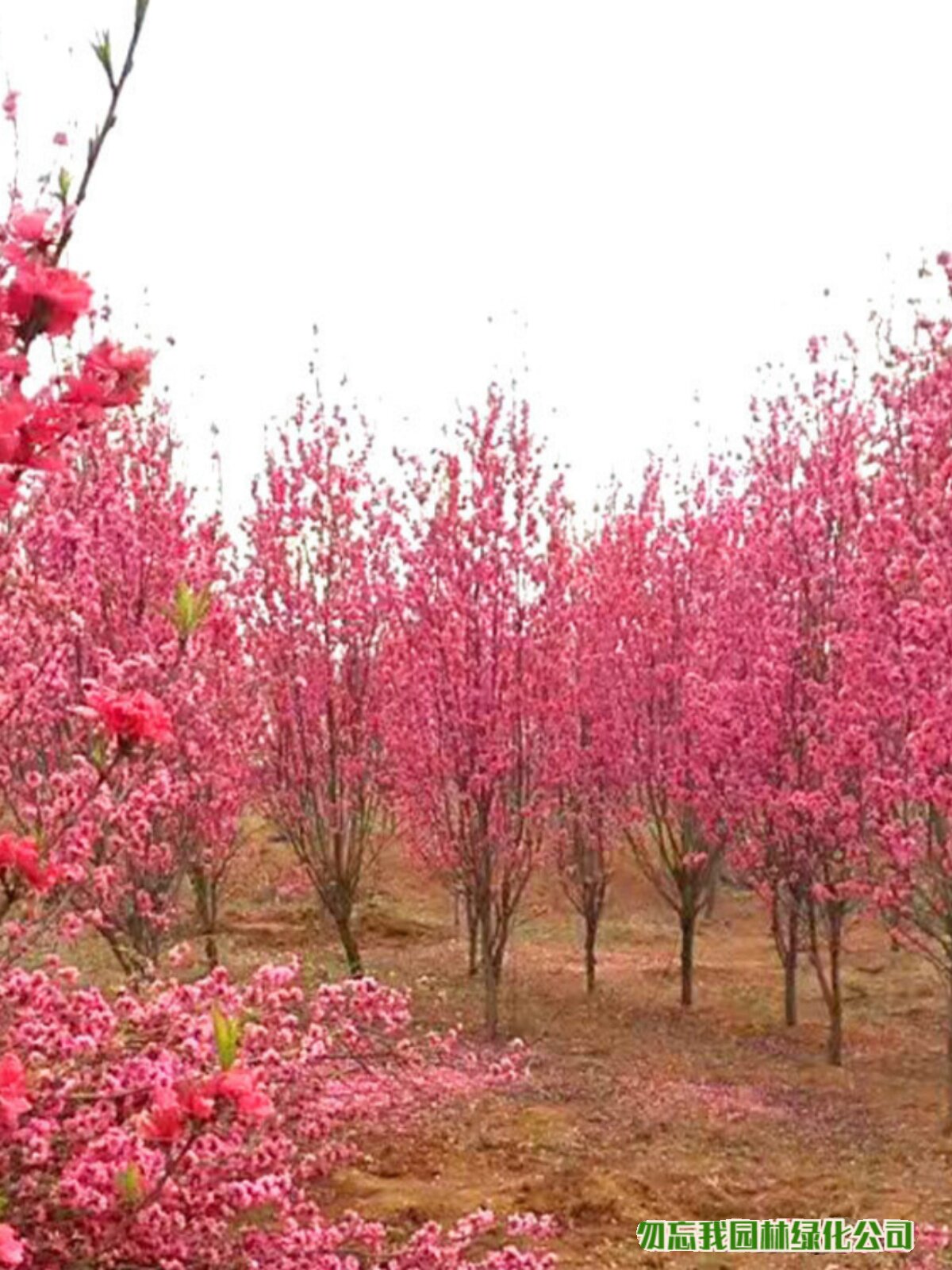 基地照手桃碧桃 庭院公园景点观赏花 户外灌木照手桃工程苗