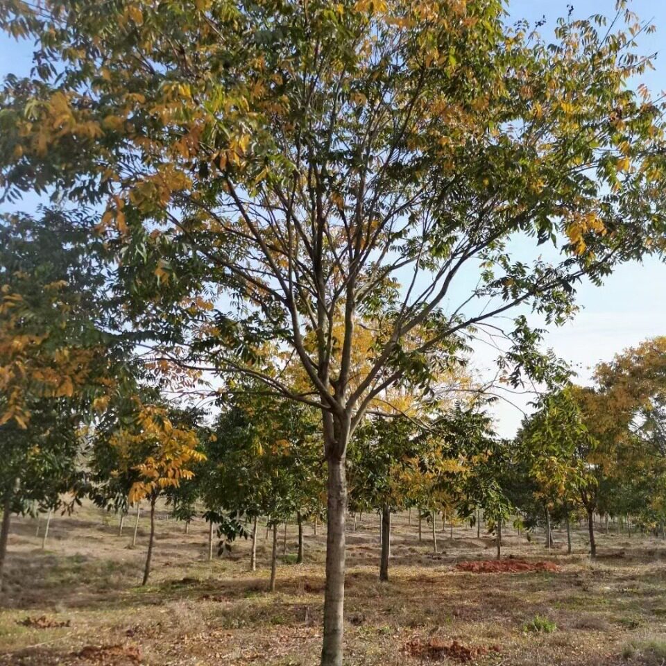 无患子树苗圃供应绿化工程树木各类乔木规格齐全量大从优包邮