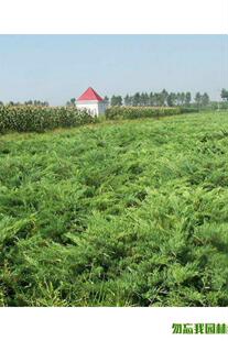 爬地柏 30厘米50厘米沙地柏盆景素材 绿化工程铺地柏 规格齐全