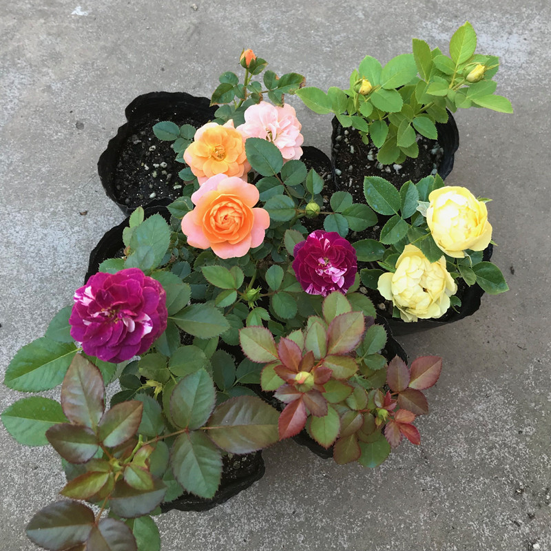 欧月藤本月季花苗爬藤小苗玫瑰蔷薇庭院基地直销量大从优包邮图片