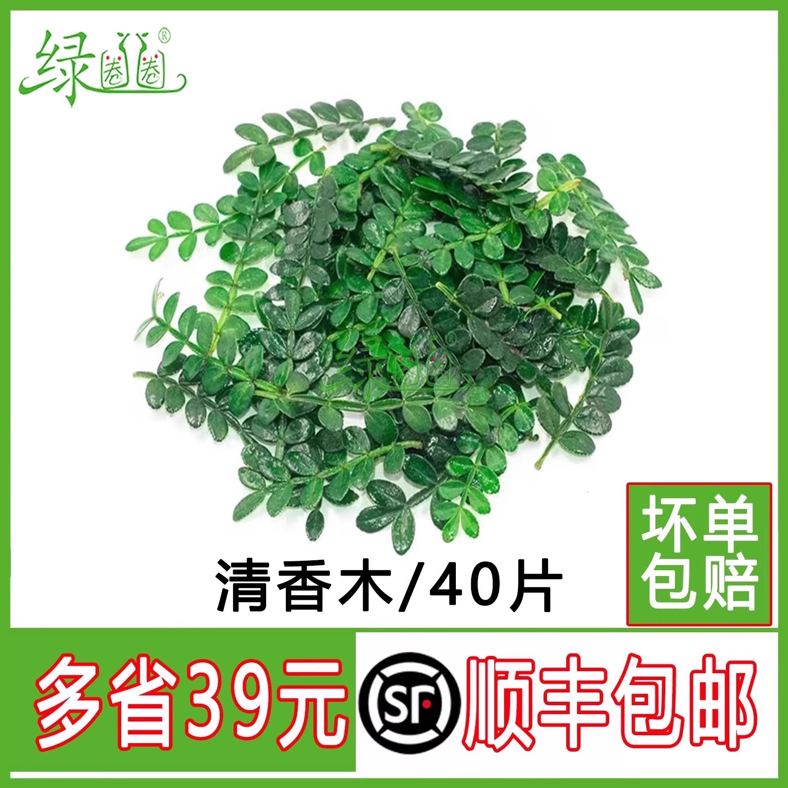 新鲜清香木叶摆盘装饰花草