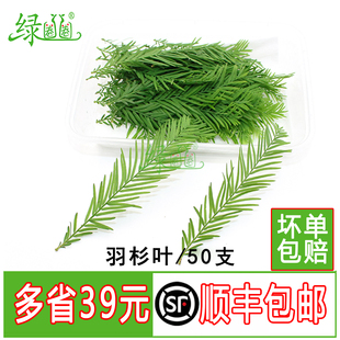 新鲜 羽杉叶 落羽杉叶 酒店西餐冷艺摆盘装饰点缀花草