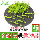 饰点缀花草 西餐日料摆盘装 新鲜黄金柳芽嫩芽 香松芽烘焙酒店餐厅