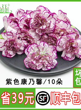 新鲜 紫色康乃馨花朵 鲜花多色康乃馨 酒店西餐摆盘蛋糕装饰