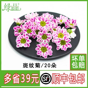 新鲜小雏菊 摆盘装饰花草 冷艺酒店海鲜装饰花草 网红斑纹菊 雏菊