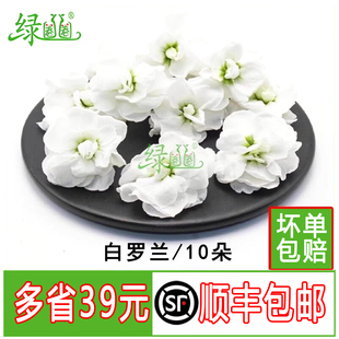 新鲜白色罗兰花紫罗兰白花日料酒店餐厅烘焙摆盘装饰点缀冷菜装饰