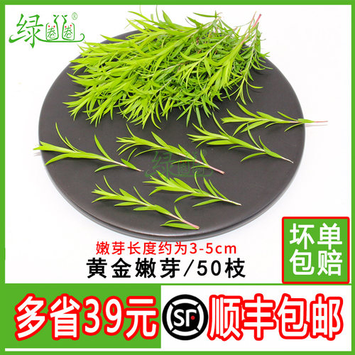 新鲜黄金柳芽嫩芽 香松芽烘焙酒店餐厅 西餐日料摆盘装饰点缀花草