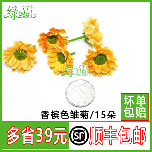 新鲜彩菊香槟色雏菊小彩菊