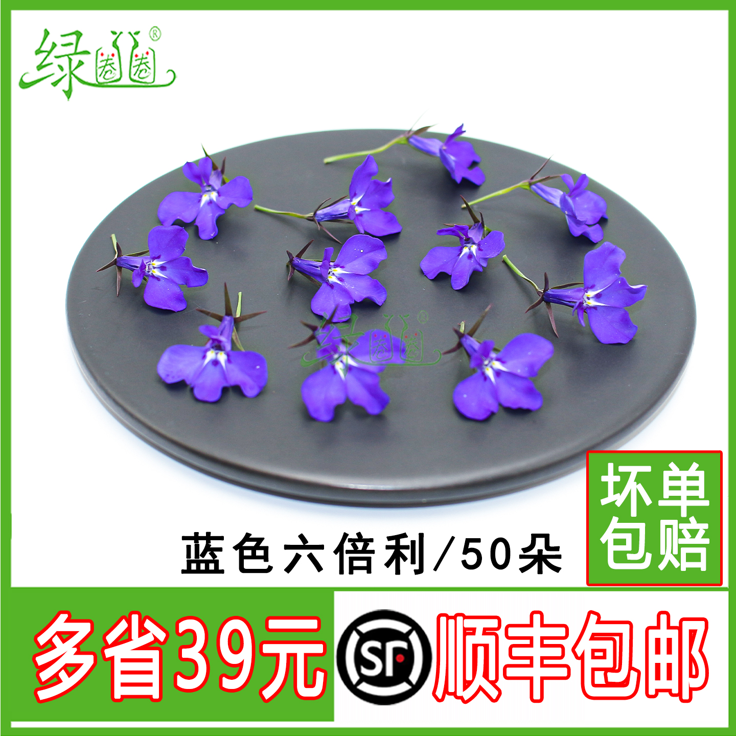 新鲜六倍利蓝星花半边莲