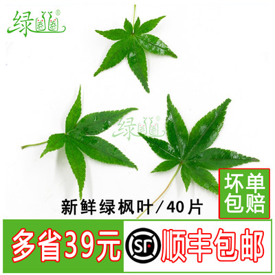 新鲜枫叶绿枫叶五角枫摆盘装饰