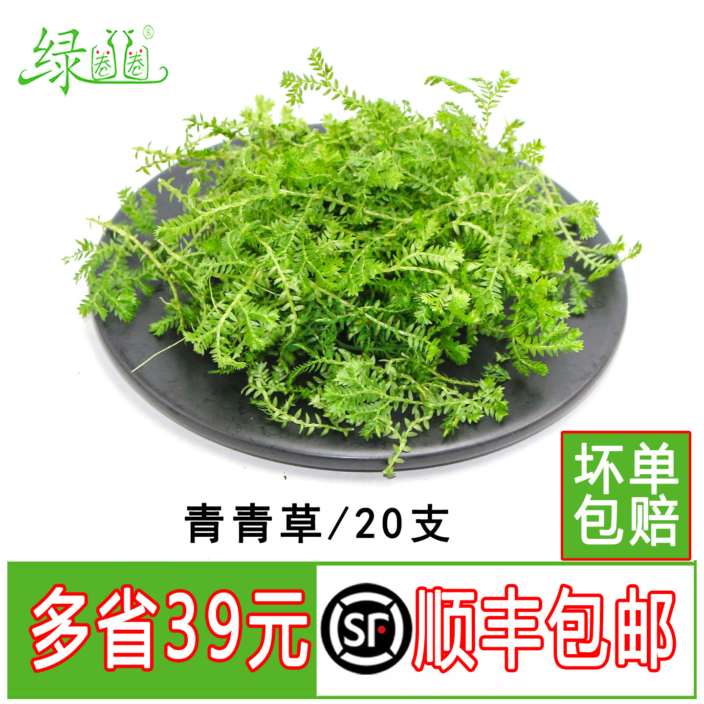 新鲜  绿毛草 青龙草 绿地球  酒店西餐日料冷艺烘焙摆盘装饰点缀