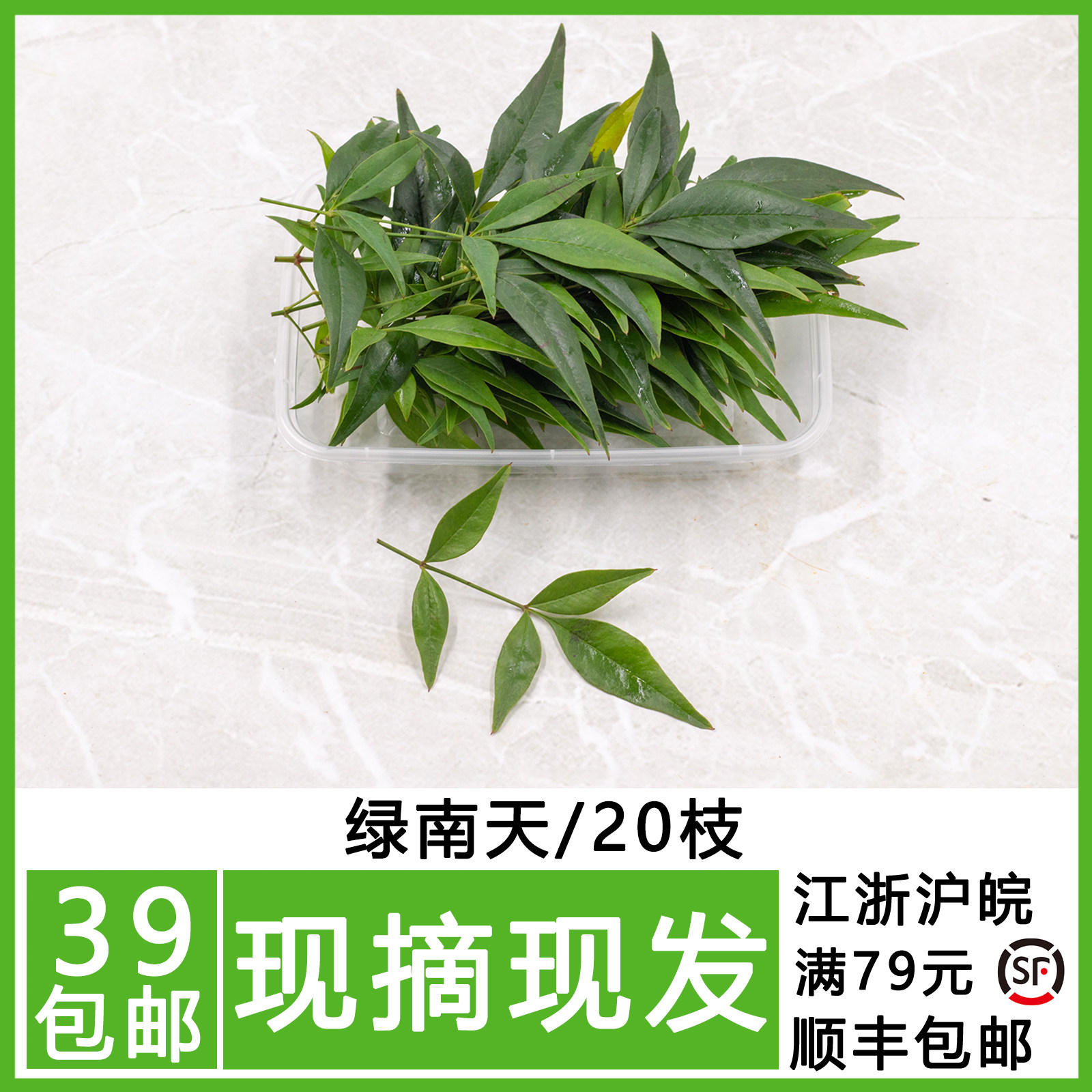 新鲜 绿叶南天竹 绿南天竹叶装饰西餐日料理  20支